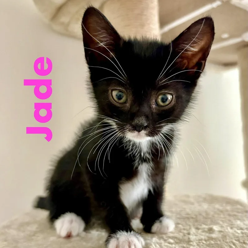 Jade thumbnail 2