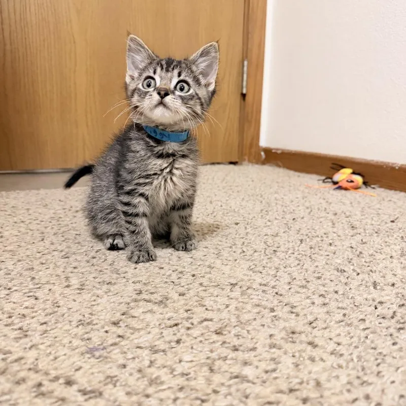 A baby small-sized male Brown / Chocolate Domestic Short Hair cat named Ziggy C for adoption in Princeton, MN
