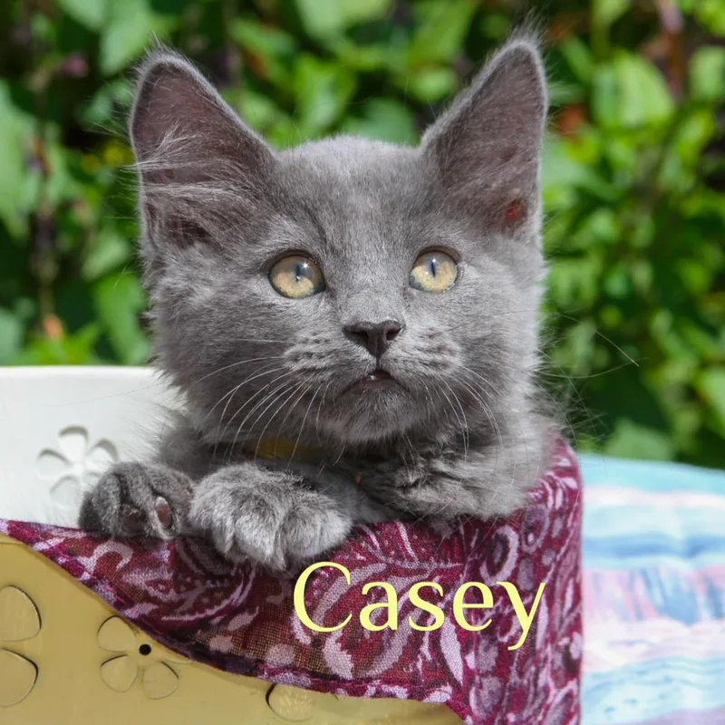 Casey