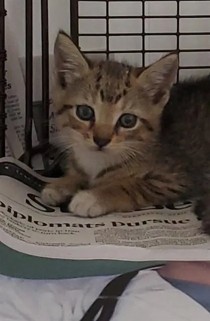 A baby small-sized female Domestic Short Hair cat named Jazzy for adoption in Fort Lauderdale, FL
