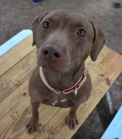 An adult medium-sized female Brown / Chocolate Labrador Retriever dog named Penny for adoption in Inverness, FL