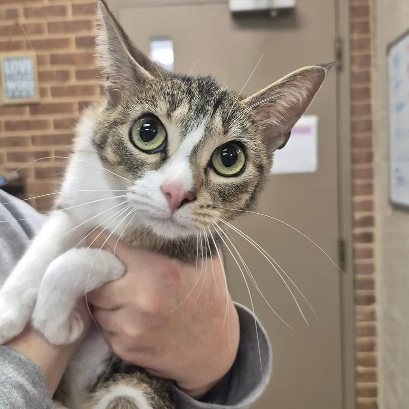 A young small-sized female White Domestic Short Hair cat named Lyla for adoption in Birmingham, AL