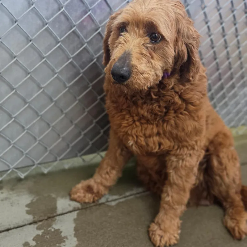 An adult large-sized female Golden Standard Poodle dog named Cassia for adoption in Delaware, OH