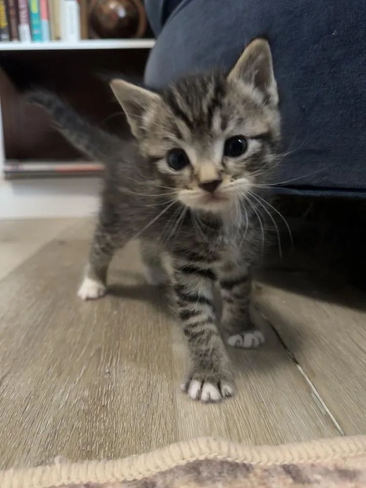 A baby medium-sized male Domestic Short Hair cat named Rizzo for adoption in Bolivar, MO