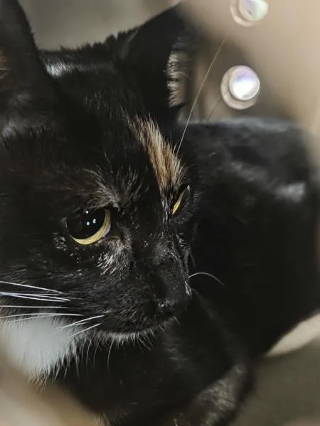 An adult medium-sized female Domestic Short Hair cat named Marjorie for adoption in Ridgewood, NY