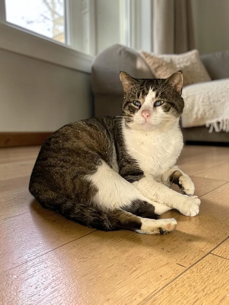 An adult medium-sized male Domestic Short Hair cat named Rocco for adoption in Champaign, IL