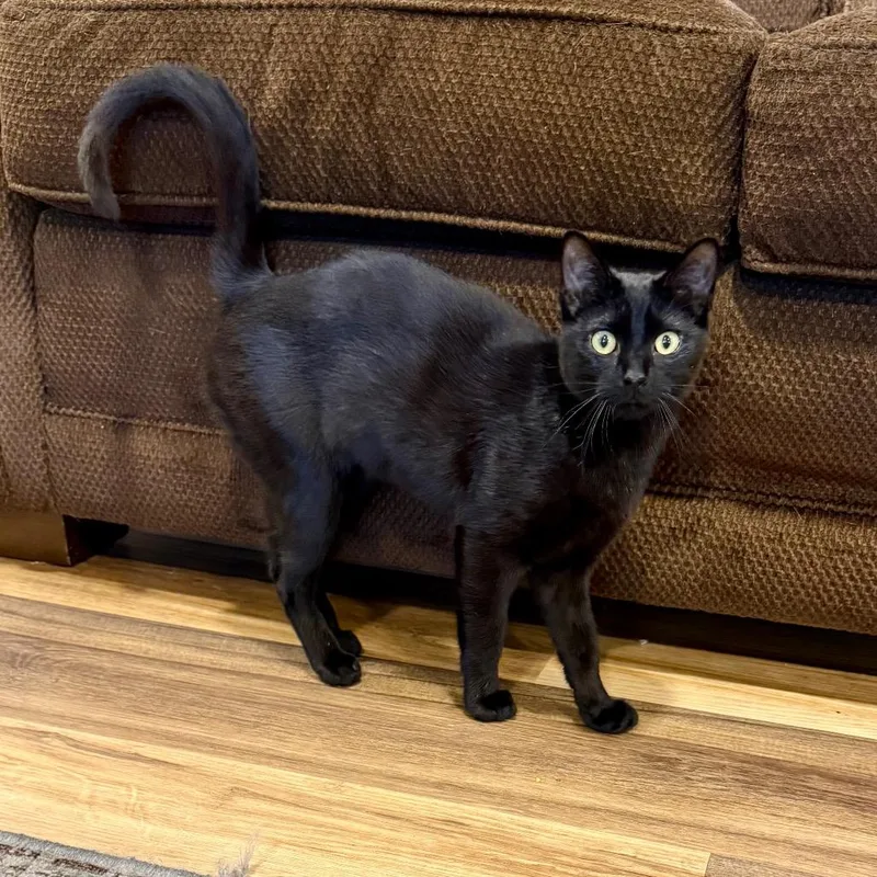 A young medium-sized male Black Domestic Short Hair cat named Oz for adoption in Medina, OH