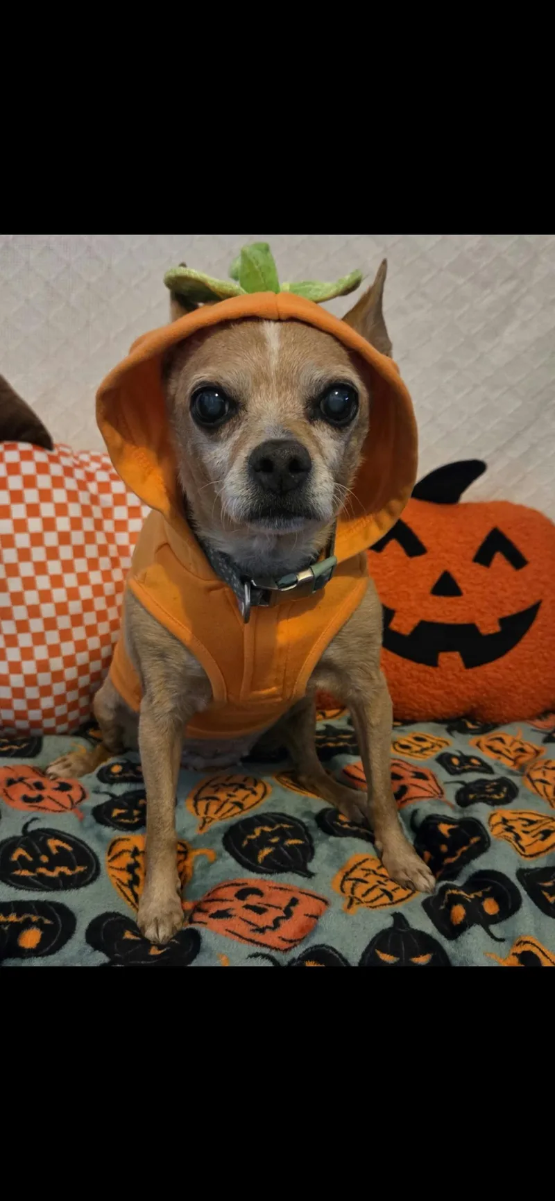 An adult small-sized female Chihuahua dog named Gertrude for adoption in Hamden, CT