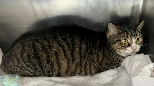 A young medium-sized female Domestic Short Hair cat named Washington for adoption in Staten Island, NY