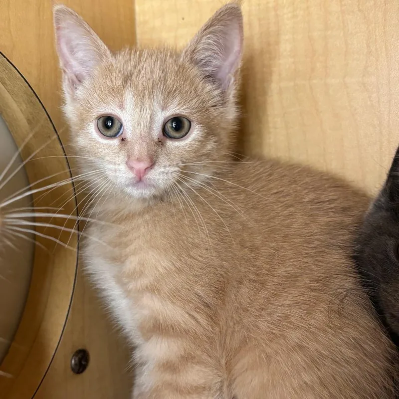 A baby small-sized female Buff / Tan / Fawn Domestic Short Hair cat named Charlie for adoption in Washington Township, OH