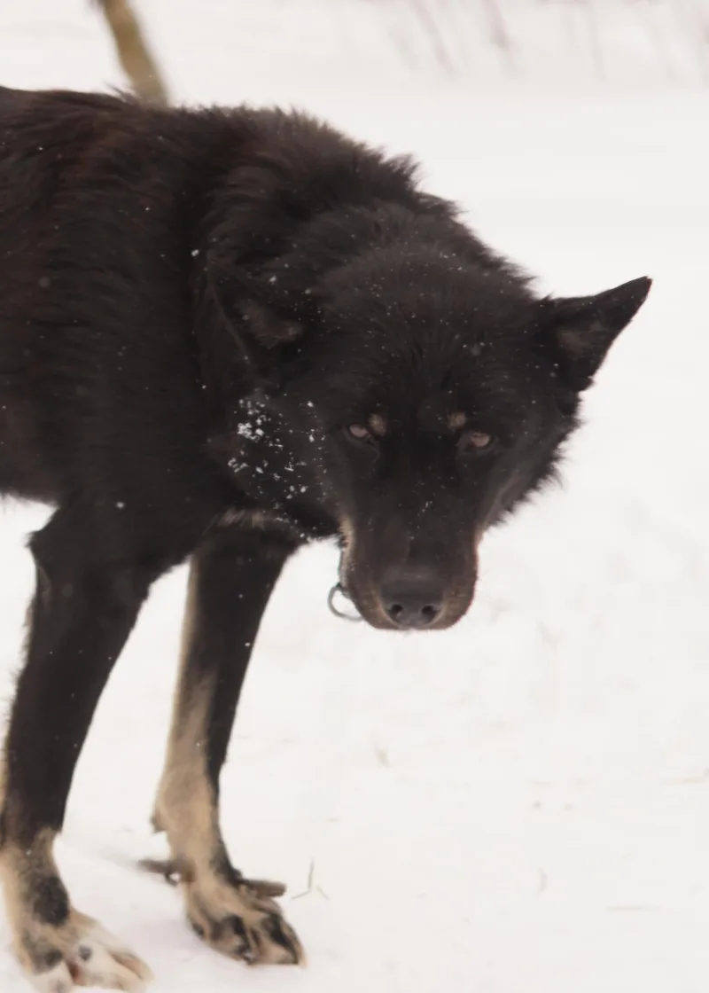 A senior large-sized male Bicolor Husky dog named Chip for adoption in Jefferson, NH