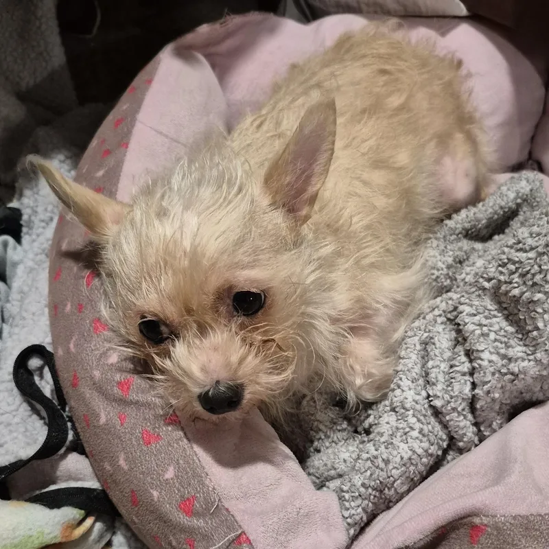 Hula Hoop! thumbnail 2