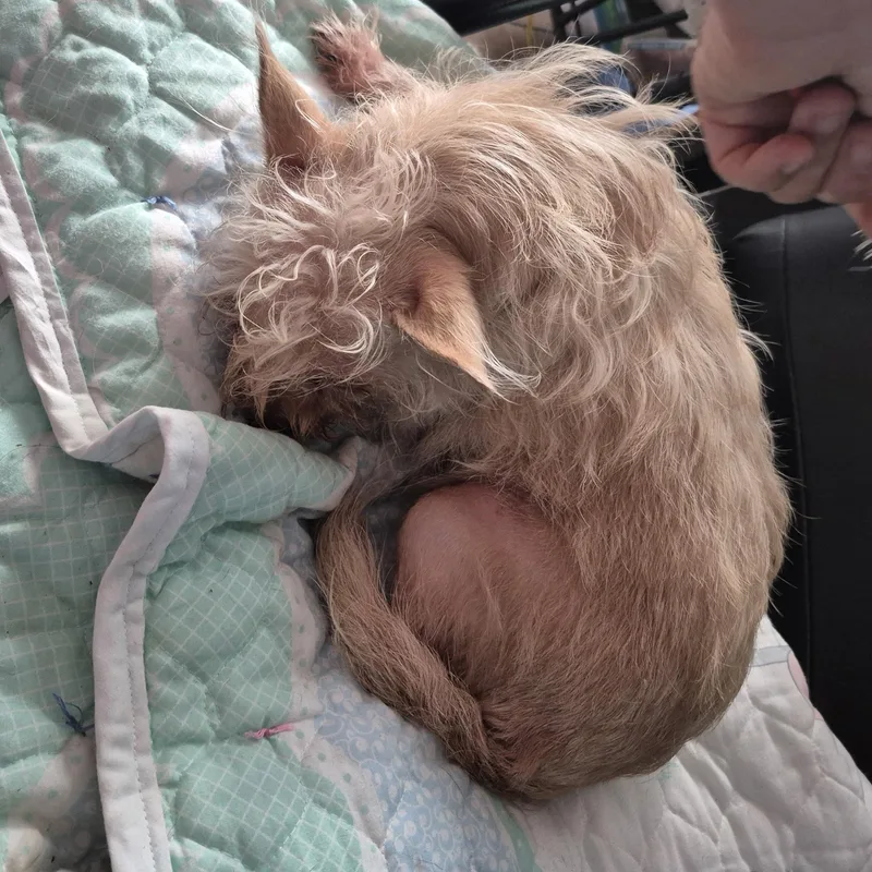 Hula Hoop! thumbnail 3