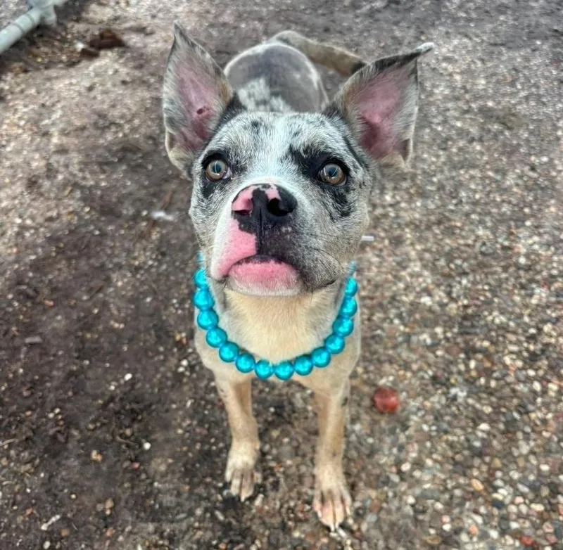 A young medium-sized male Pit Bull Terrier dog named Leo for adoption in Sedalia, CO