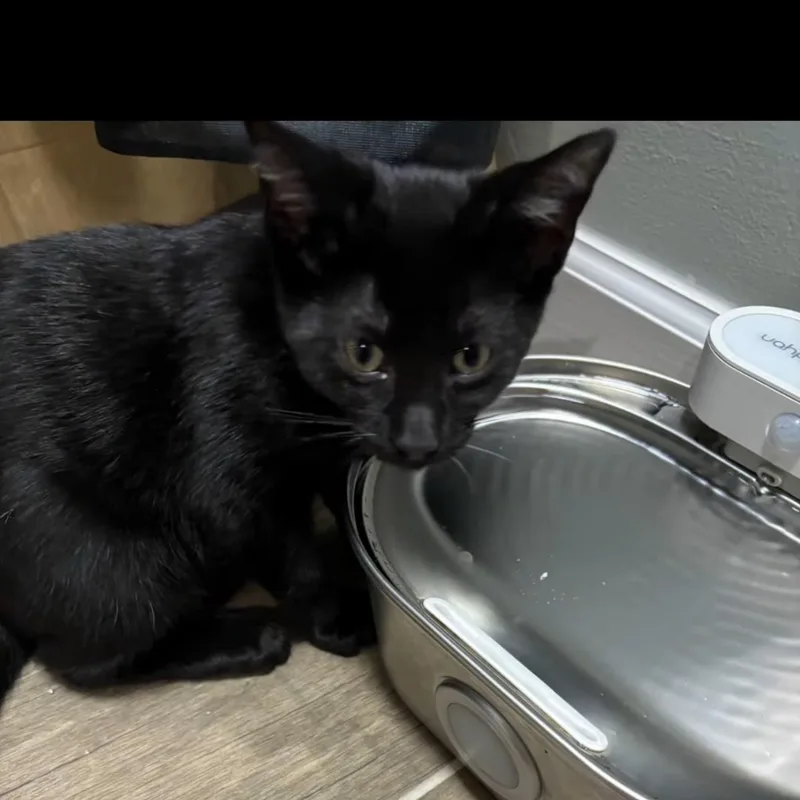 A baby medium-sized male Black Domestic Short Hair cat named Moonbeam for adoption in Denver, NC