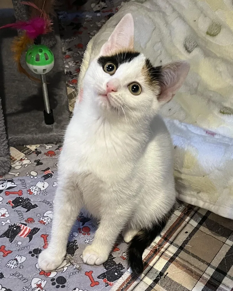 A baby medium-sized female Calico Calico cat named Stevie for adoption in Allentown, NJ