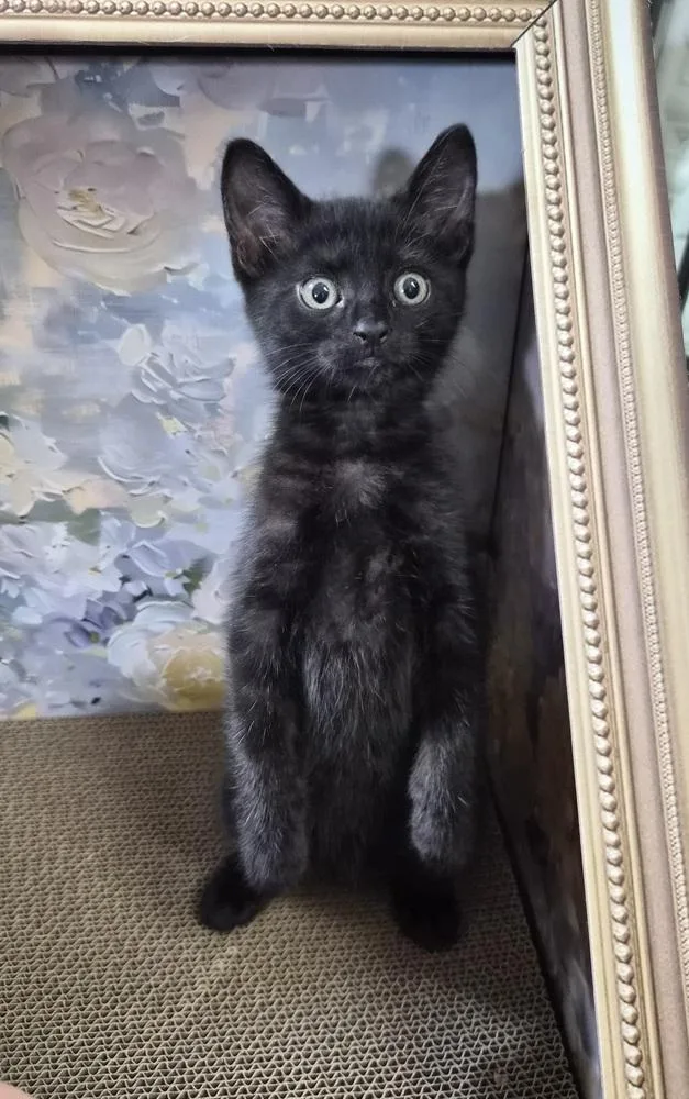 A baby small-sized female Domestic Short Hair cat named Raven for adoption in Patchogue, NY