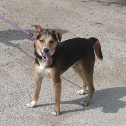A young medium-sized male Mixed Breed dog named Tate for adoption in Elk Grove Village, IL