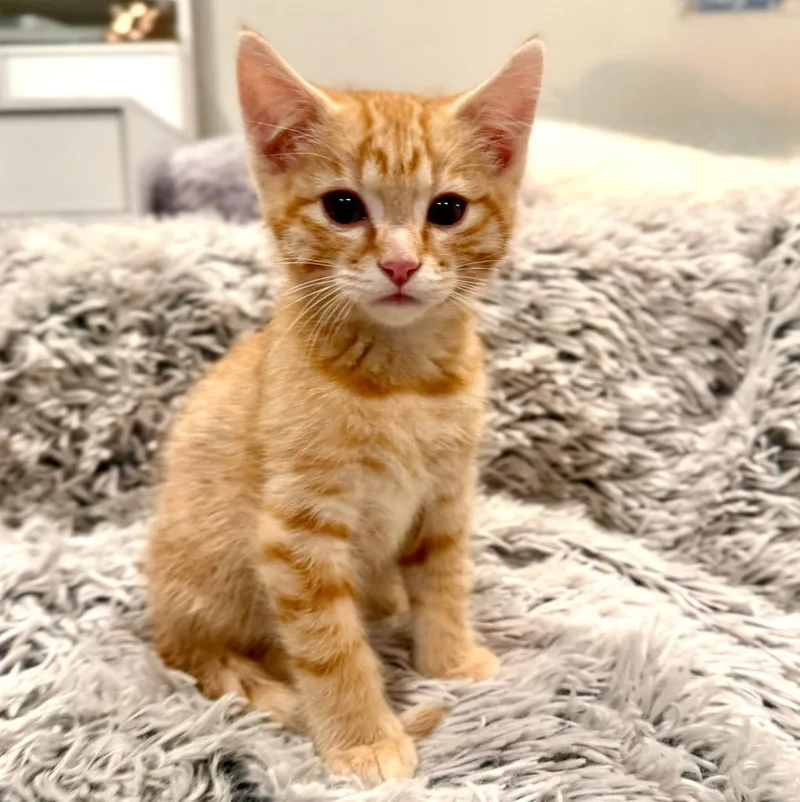 A baby medium-sized male Domestic Short Hair cat named Hercules for adoption in Salt Lake City, UT