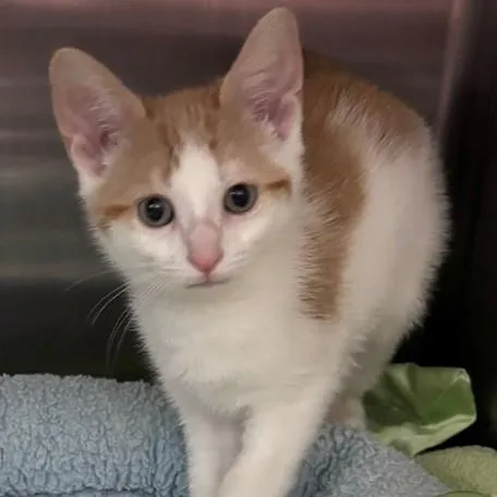 A young medium-sized female Orange & White Domestic Short Hair cat named Firefly for adoption in Allegan, MI