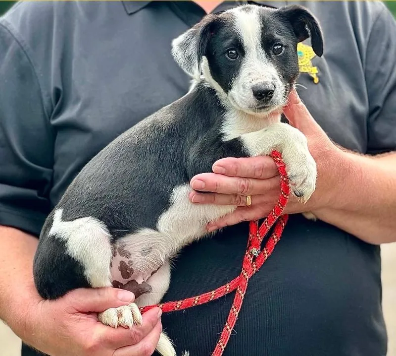 A baby medium-sized male Black Australian Cattle Dog / Blue Heeler dog named Spock for adoption in Millfield, OH