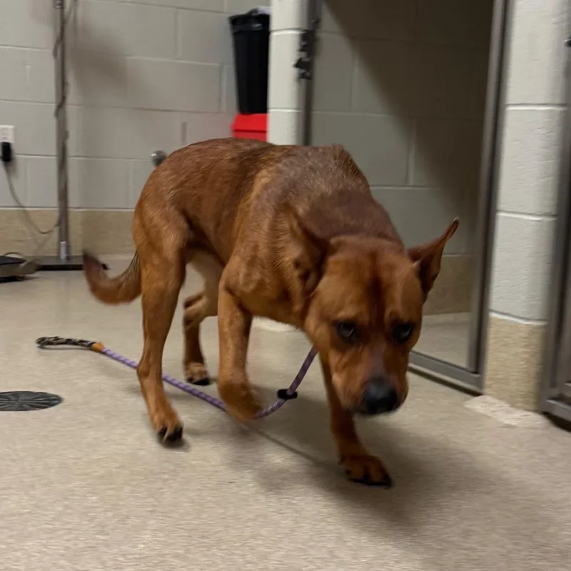 A young medium-sized male Red / Chestnut / Orange Mixed Breed dog named Munster for adoption in Bristol, IN
