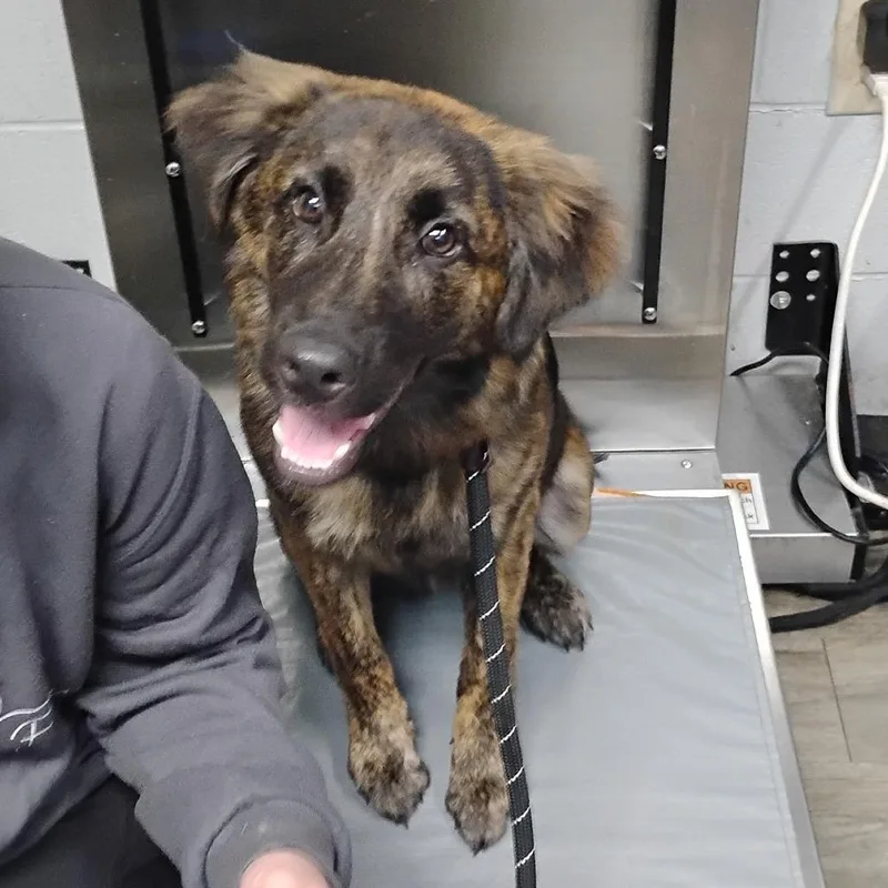 A young medium-sized male Brown / Chocolate Mixed Breed dog named Figment for adoption in Summerville, SC