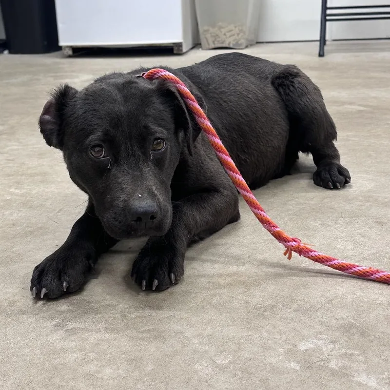 A young medium-sized female Gray / Blue / Silver Labrador Retriever dog named Grace for adoption in Canton, IL