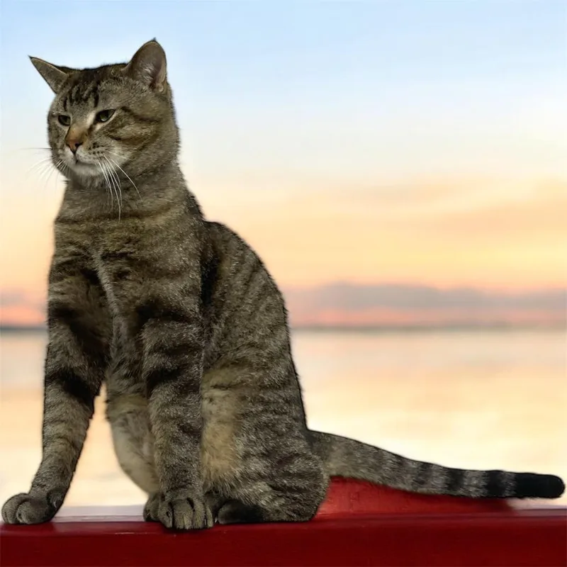 An adult medium-sized male Domestic Short Hair cat named Tigger for adoption in Pittsfield, IL