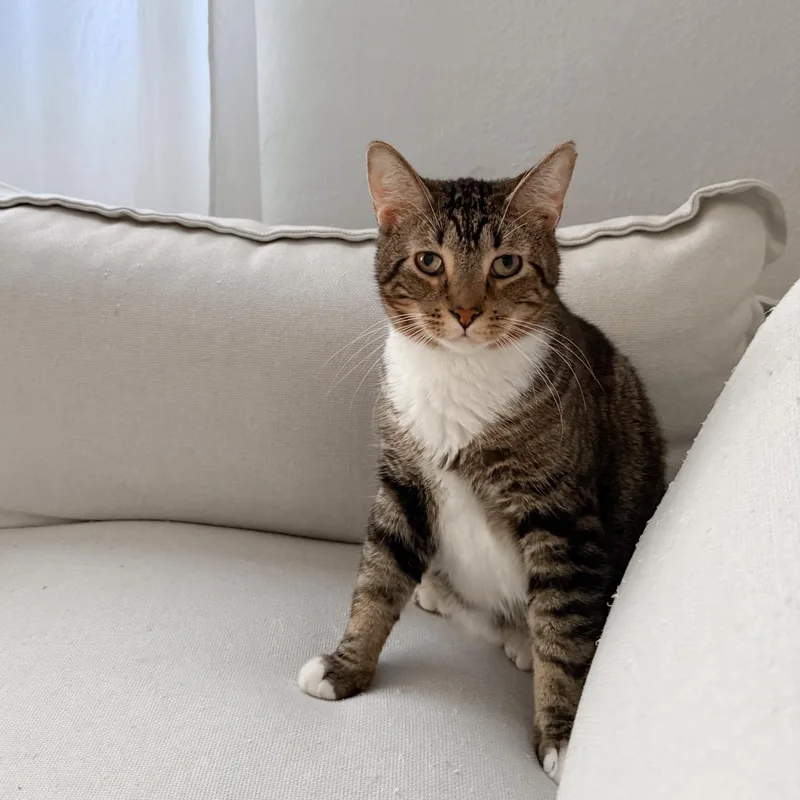 Butterbean  Cerebellar Hypoplasia thumbnail 2