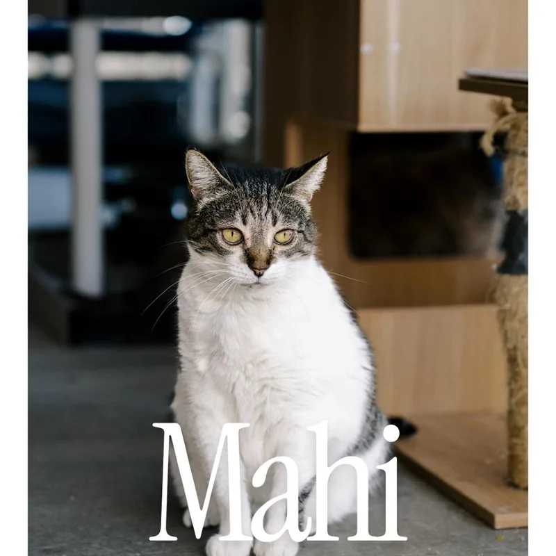 An adult small-sized female Brown / Chocolate Domestic Short Hair cat named Mahi for adoption in Desert Hot Springs, CA
