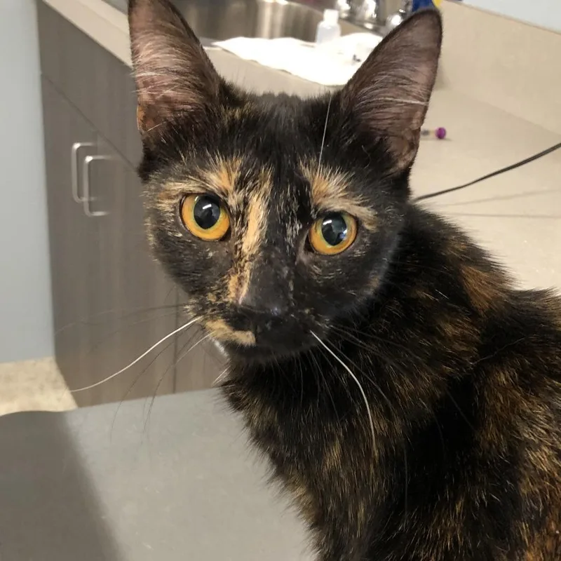 A young medium-sized female Tortoiseshell Domestic Short Hair cat named Andromeda for adoption in Oak Park, IL