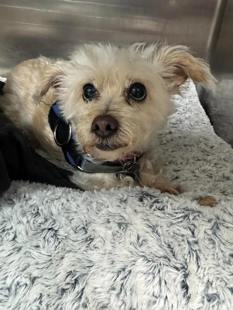 A senior medium-sized female Bichon Frise dog named Zena for adoption in Marion, OH