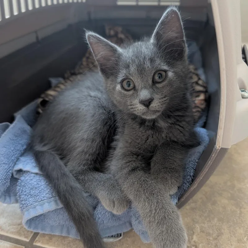 A baby small-sized female Gray / Blue / Silver Domestic Short Hair cat named Blackened Ranch for adoption in Columbia, MO
