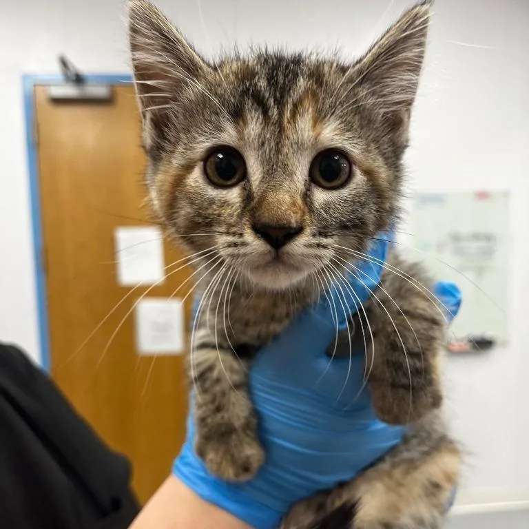 A baby small-sized female Brown / Chocolate Domestic Short Hair cat named Skyla for adoption in Middlebury, VT
