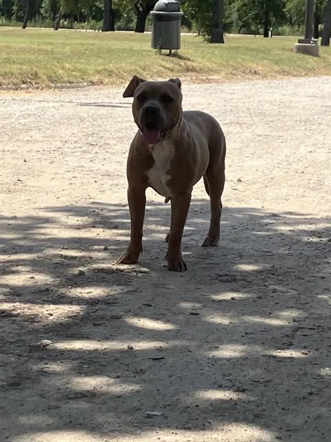 An adult medium-sized female Mixed Breed dog named Princess for adoption in Dallas, TX