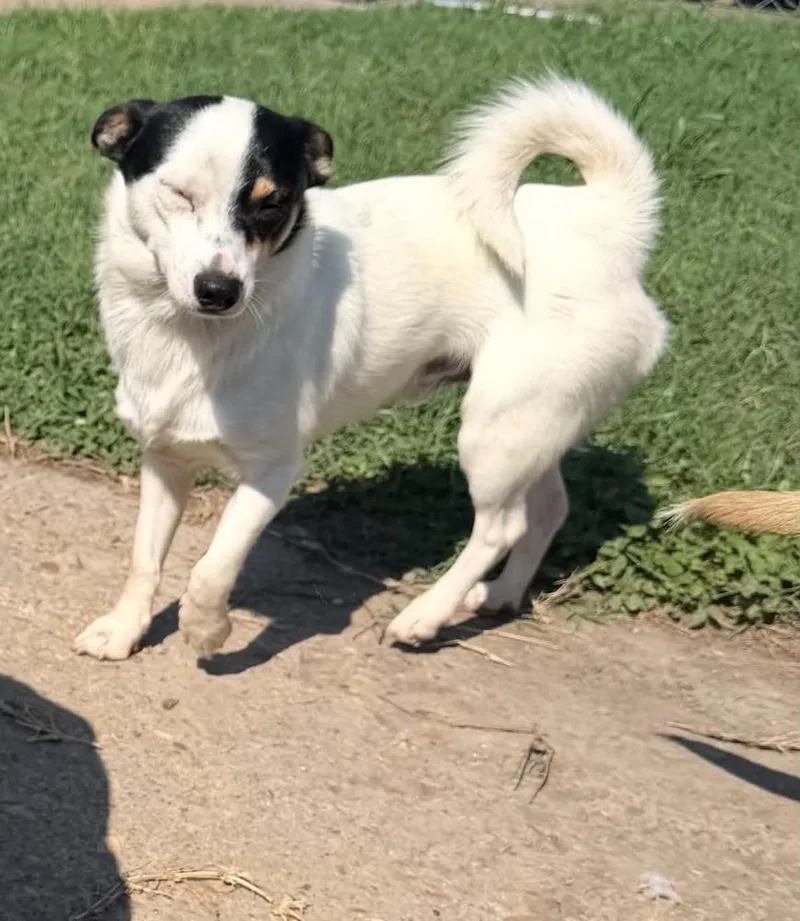 A young small-sized male Tricolor (Brown, Black, & White) Chihuahua dog named Sharky for adoption in Dutton, VA