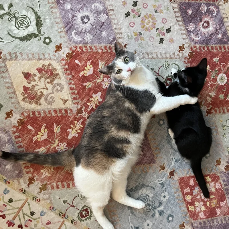 Clover & Nettle thumbnail 4