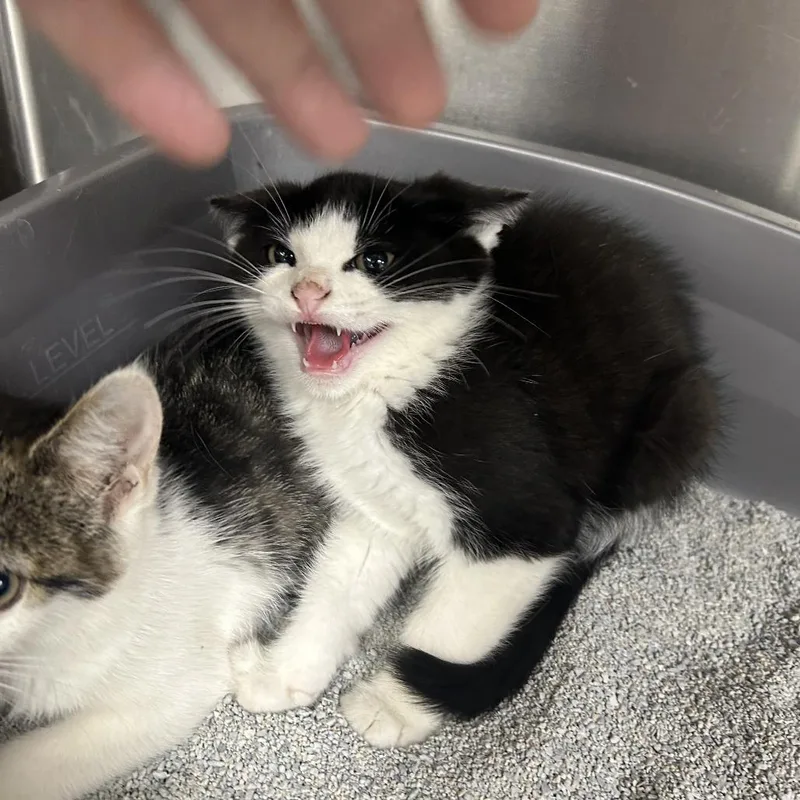 A baby small-sized male Black Domestic Short Hair cat named Fitzgerald for adoption in Hannibal, MO