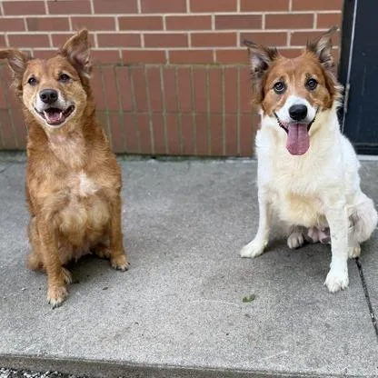 An adult medium-sized female White / Cream Spaniel dog named Sunny for adoption in Dayton, OH
