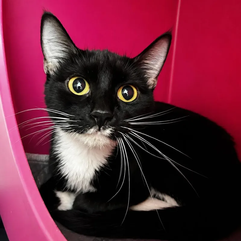 A young small-sized female Black Domestic Short Hair cat named Anne Catheway for adoption in Spruce Pine, NC