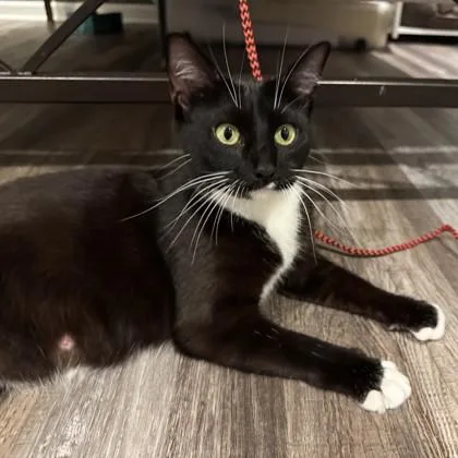 An adult small-sized female Black Domestic Short Hair cat named Circe for adoption in Atlanta, GA