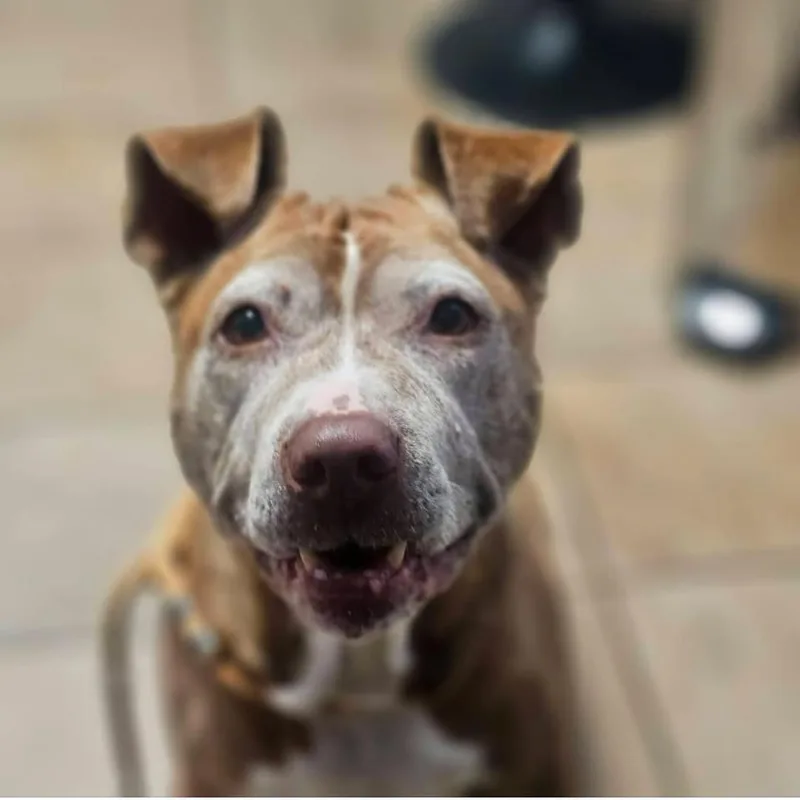 A senior medium-sized female Red / Chestnut / Orange Pit Bull Terrier dog named Samantha for adoption in Cranston, RI