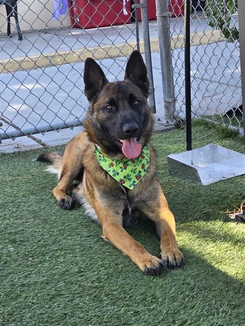 A young large-sized male Belgian Shepherd / Malinois dog named Booboo for adoption in Downey, CA