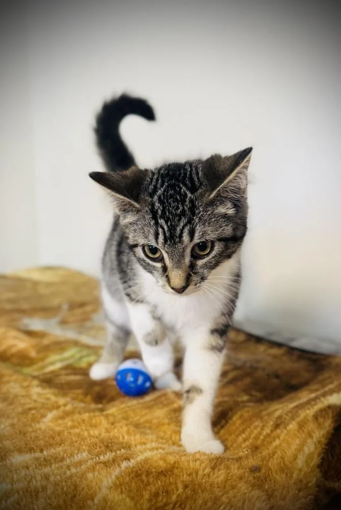 A baby small-sized female Gray & White Domestic Short Hair cat named Silver for adoption in Jackson, GA