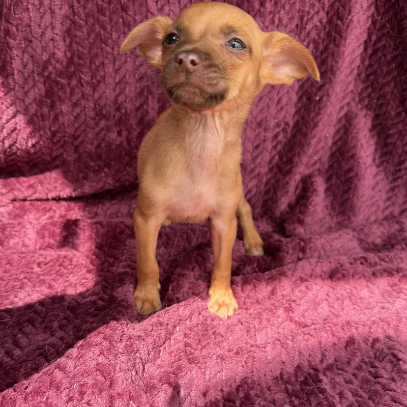 Jalapeño thumbnail 2