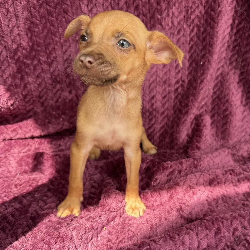 Jalapeño thumbnail 3