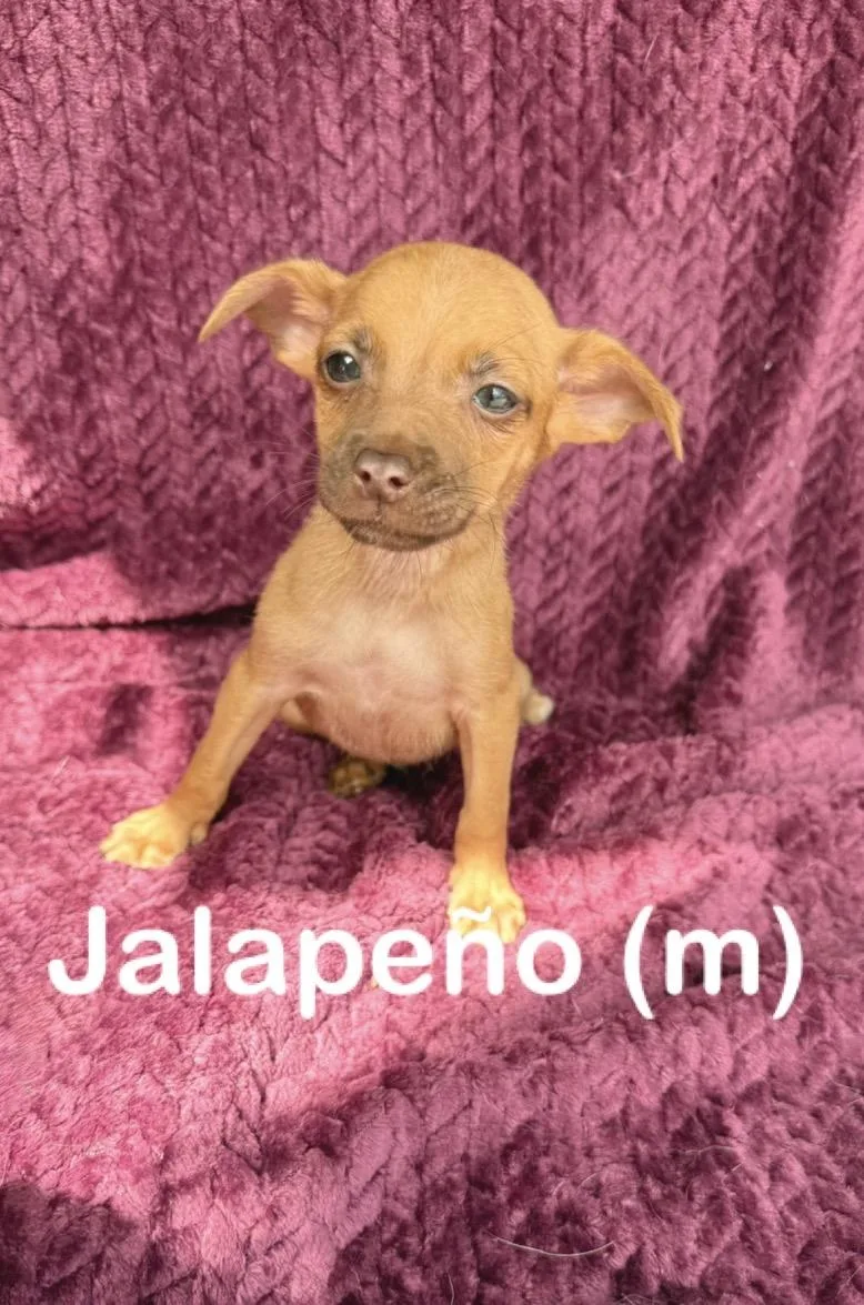 Jalapeño