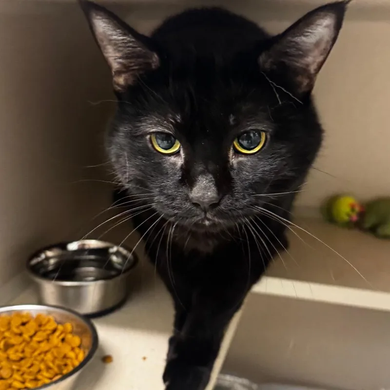 A senior large-sized female Black Domestic Short Hair cat named Midnight Snack for adoption in Wheeling, IL