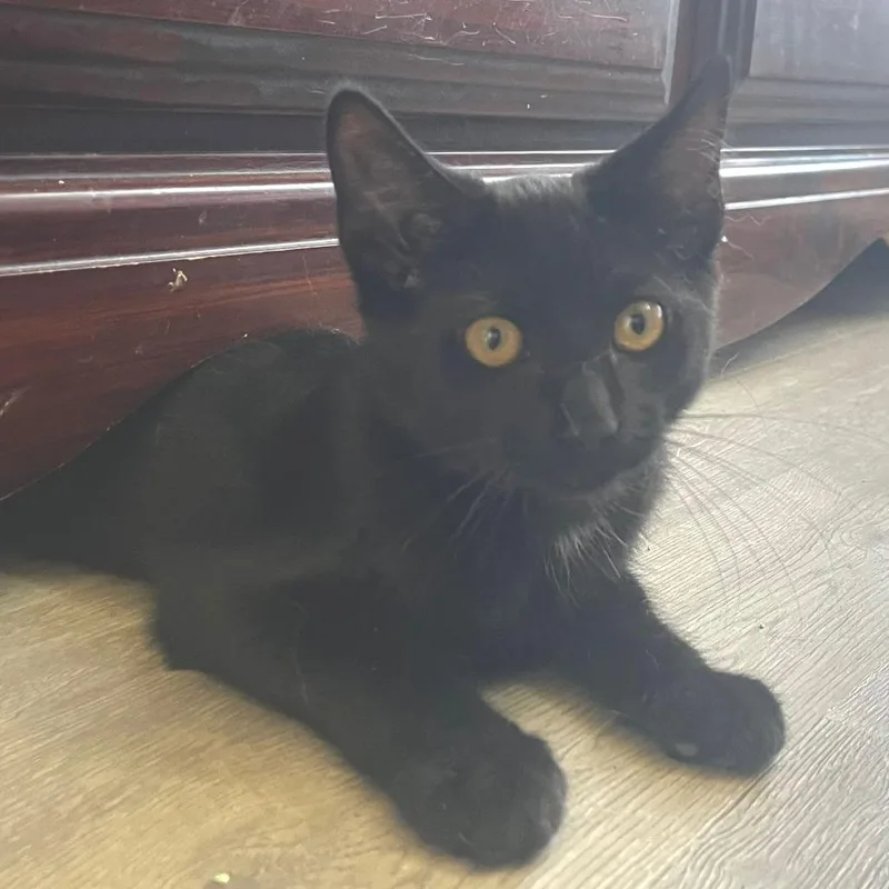 Mara Jade thumbnail 2